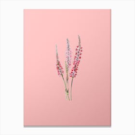 Vintage Polygonum Flower Botanical on Soft Pink n.0865 Canvas Print