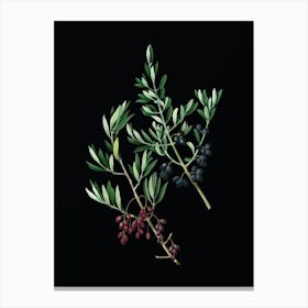 Vintage Wild Olive Botanical Illustration on Solid Black n.0939 Canvas Print