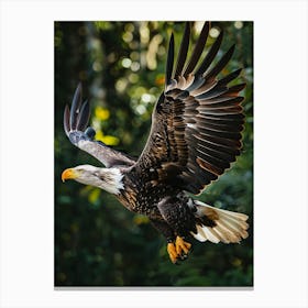 Bald Eagle In Flight Canvas Print