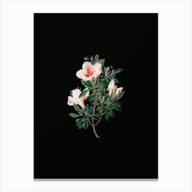 Vintage Variegated Chinese Azalea Botanical Illustration on Solid Black Canvas Print