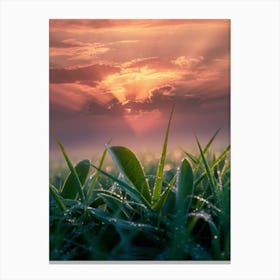 Sunrise Over Green Grass Canvas Print