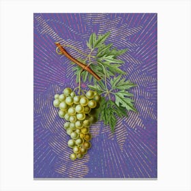 Vintage Grape Vine Botanical Illustration on Veri Peri n.0803 Canvas Print