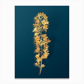 Vintage Cuspidate Rose Botanical in Gold on Teal Blue n.0147 Canvas Print
