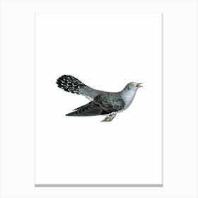Vintage Common Cuckoo Male Bird Illustration on Pure White n.0038 Canvas Print