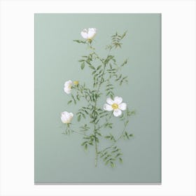 Vintage Hedge Rose Botanical Art on Mint Green n.0406 Canvas Print