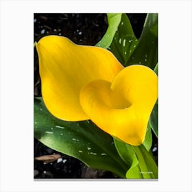 Yellow Calla Lillies Canvas Print