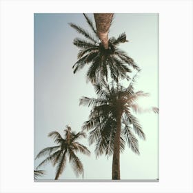 Palm Trees In The Sky Canvas Print