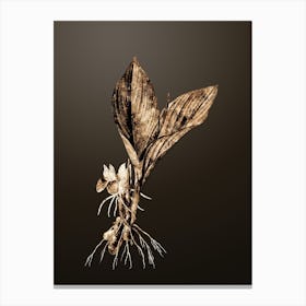 Gold Botanical Koemferia Longa on Chocolate Brown Canvas Print
