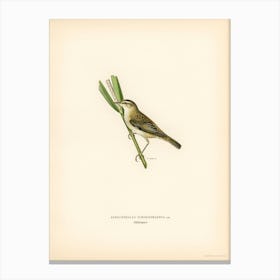 Sedge Warbler, The Von Wright Brothers Canvas Print