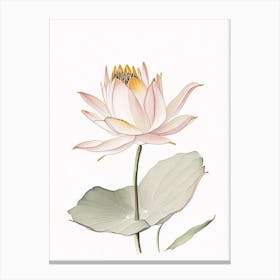 American Lotus Pencil Illustration 5 Canvas Print