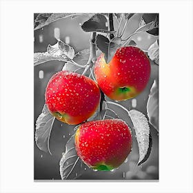 Three Red Apples On A Tree Canvas Print