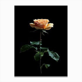 Single Rose On Black Background 20 Canvas Print