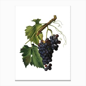 Vintage Black Grape Botanical Illustration on Pure White n.0845 Canvas Print
