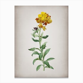 Vintage Yellow Wallflower Bloom Botanical on Parchment n.0768 Canvas Print