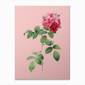 Vintage Seven Sisters Roses Botanical on Soft Pink n.0659 Canvas Print