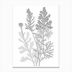 Astragalus Herb William Morris Inspired Line Drawing 2 Canvas Print
