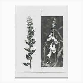 Foxglove Flower Photo Collage 1 Canvas Print