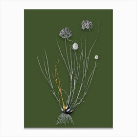Vintage Allium Globosum Black and White Gold Leaf Floral Art on Olive Green n.0877 Canvas Print