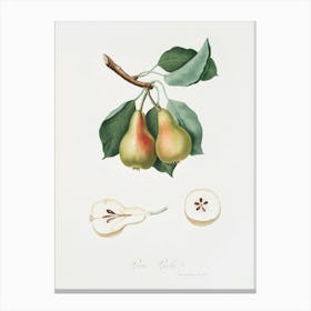 Pear (Pyrus Perla) From Pomona Italiana (1817 1839), Giorgio Gallesio Canvas Print