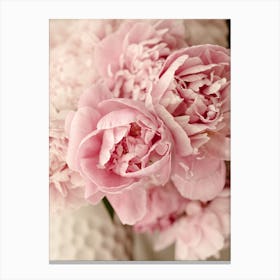 Pink Peonies Close Up Canvas Print