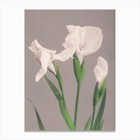 Beautiful Photomechanical Prints Of Cherry Blossom, Ogawa Kazumasa Canvas Print