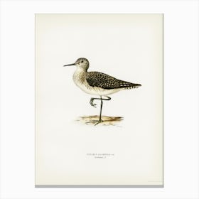 Wood Sandpiper, The Von Wright Brothers Canvas Print