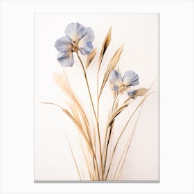 Pressed Flower Botanical Art Flax Flower 1 Canvas Print