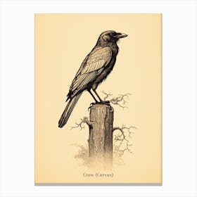 Vintage Crow Poster Canvas Print