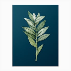 Vintage Smilacina Stellata Botanical Art on Teal Blue n.0718 Canvas Print