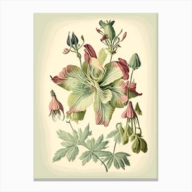 Wild Columbine Wildflower Vintage Botanical Canvas Print
