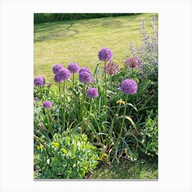 Alliums Canvas Print