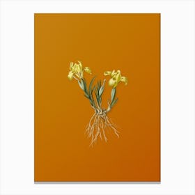 Vintage Sand Iris Botanical on Sunset Orange n.0598 Canvas Print