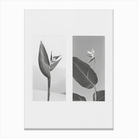 Bird Of Paradise Flower Photo Collage 3 Canvas Print