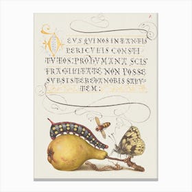 Fly, Caterpillar, Pear, And Centipede From Mira Calligraphiae Monumenta, Joris Hoefnagel Canvas Print