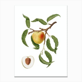Vintage Peach Botanical Illustration on Pure White n.0485 Canvas Print