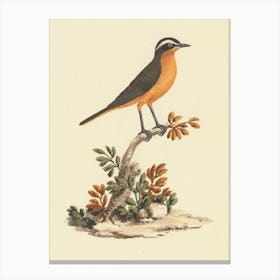 Ruppell S Robin Chat, Luigi Balugani Canvas Print