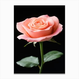 Pink Rose On Black Background 32 Canvas Print