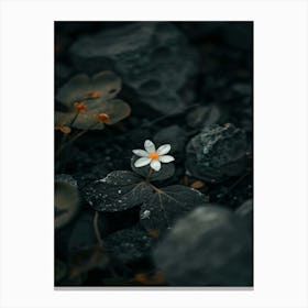 White Flower On Rocks Canvas Print