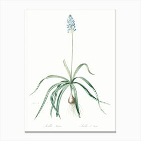 Italian Bluebell Illustration From Les Liliacées (1805), Pierre Joseph Redoute Canvas Print