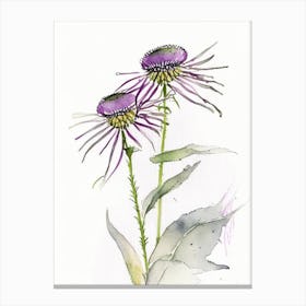 Echinacea Herb Minimalist Watercolour 2 Canvas Print