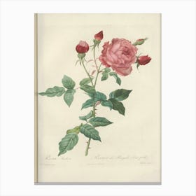 Rose illustration from Les Roses Vol.2, Pierre Joseph Redoute Canvas Print