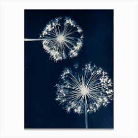 Dandelions 1 Canvas Print