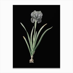 Vintage Mourning Iris Botanical Illustration on Solid Black n.0120 Canvas Print