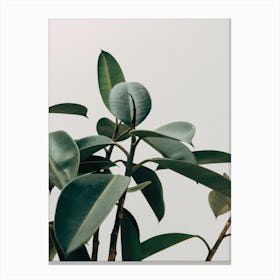 Green Leaves with Grey Background Canvas Print