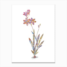 Stained Glass Ixia Grandiflora Mosaic Botanical Illustration on White n.0055 Canvas Print