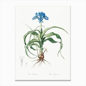 Iris Scorpiodes, Pierre Joseph Redoute Canvas Print