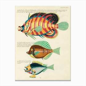 Colourful And Surreal Illustrations Of Fishes Found In Moluccas (Indonesia) And The East Indies, Louis Renard(14) Canvas Print