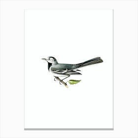 Vintage Pied Wagtail Female Bird Illustration on Pure White n.0157 Canvas Print