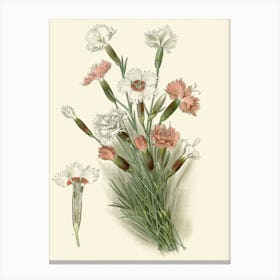 Carnations 4 Canvas Print