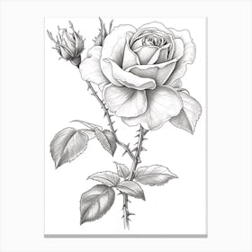 Roses Sketch 54 Canvas Print